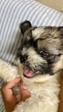 Shih Tzu macho , 45 dias de vida 