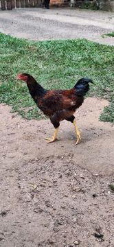 Galo e  galinha de caipira