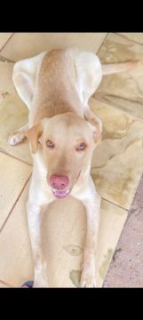 Filhote de Labrador - Macho
