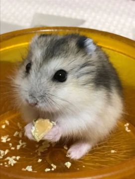 Hamster anao russo filhote