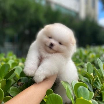 Ursinhos Maravilhosos Olhos Verdes Lulu da Pomerânia 