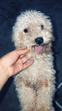 Cachorro MACHO, raça Poodle 