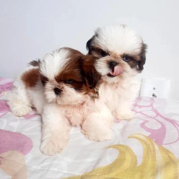 ShihTzu Filhotes