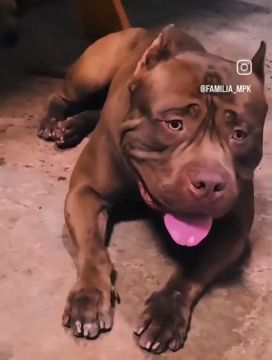 Pitbull filhote lindo e saudável
