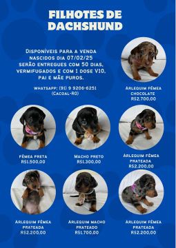 Filhotes de Dachshund Arlequim puros- Lindos e saudáveis!