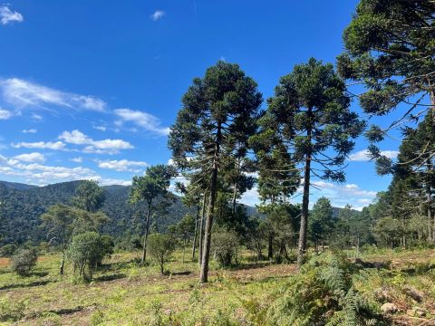 Terreno/ sítio em Urubici - a partir de 2 hectares 