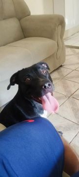 Filhote de Pitbull disponível para adoção