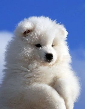 samoieda aquele pelucia branco 