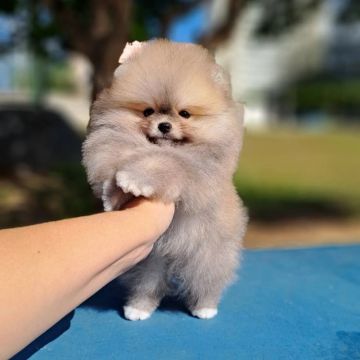 Ursinhos lindos é aqui Lulu da Pomerania Anões 
