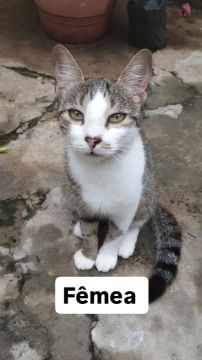 Duas Gatinhas Fêmeas para Adoção
