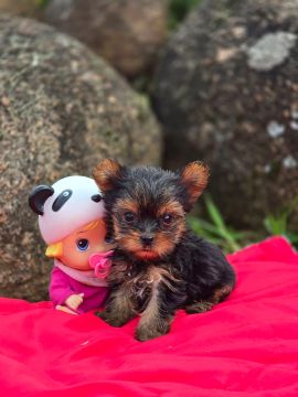 Yorkshire Terrier Fêmea linda 