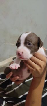 Filhote de Pitbull