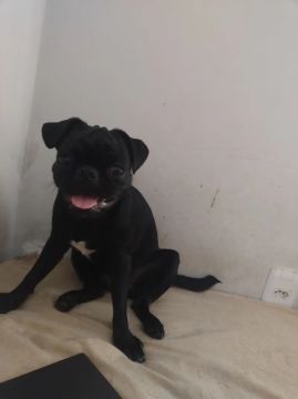 Pug Fêmea Black Pura está com 7 meses vacinada em Cuiabá 