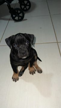 Filhote de American Bully 