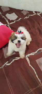 Shih tzu puro fêmea 