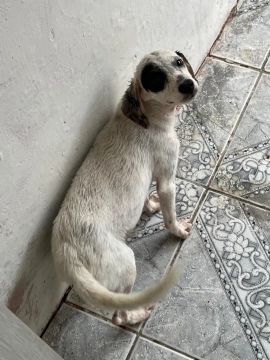 Adoção responsável - Cachorrinha 