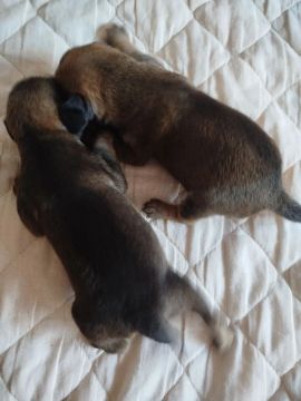 DOAÇÃO DUAS FILHOTES 
