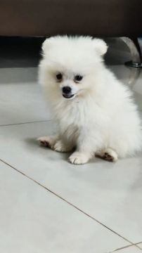 Luluzinho macho anão 