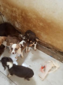 Cães para doação
