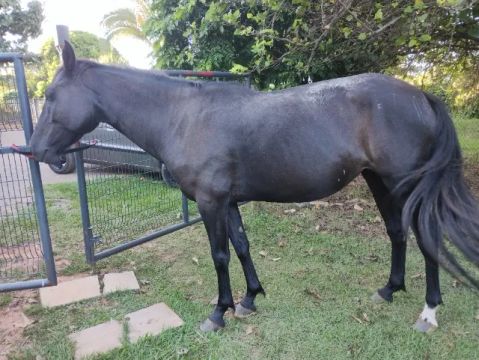 Égua preta mansa