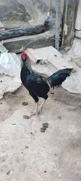 Vendo galo