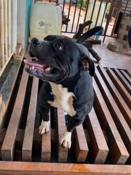 American bully 