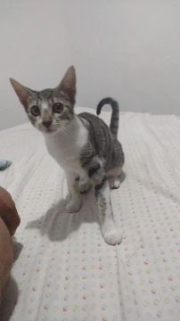 Gatinho lindo para adoção