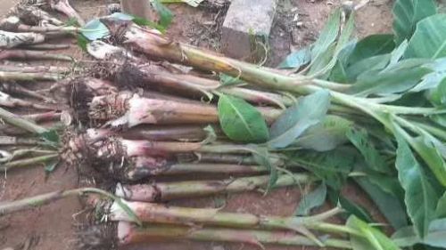 Vendo mudas de banana de frita 10,00 pequena 15,00 média 20,00 grande 