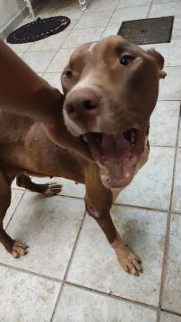 Cachorra Pit Bull adoção 