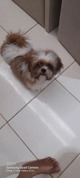 Shih Tzu de apenas 6 meses 