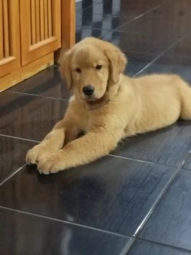 Filhote Golden Retriever