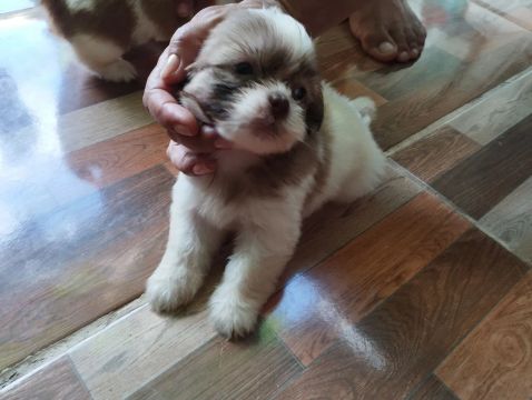 Filhote Shih Tzu