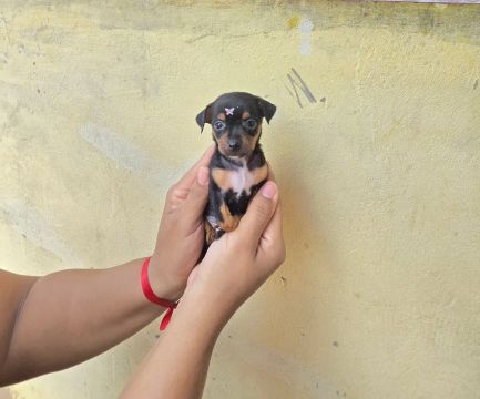 Pinscher número 1
