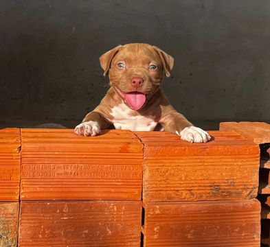 Filhote de Pit bul 