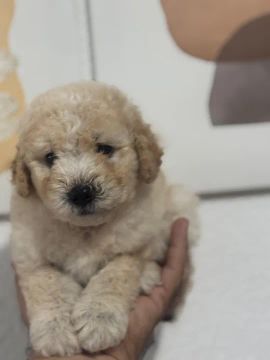 Filhote de Poodle