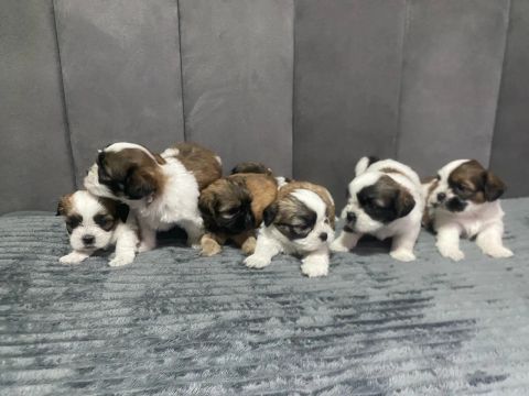 Filhotes de lhasa apso
