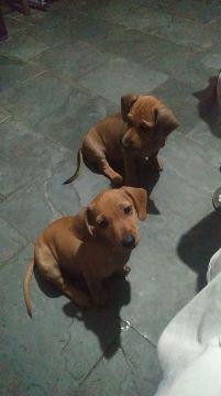Doação SALSICHA/bassê ou Cofap 
