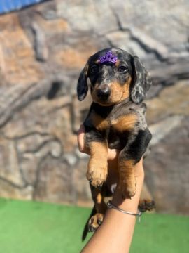 Dachshund fêmea arlequim mofadinha
