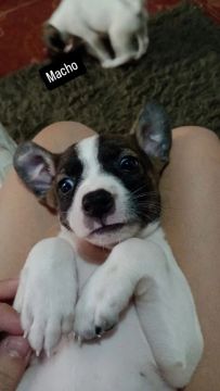 Cachorro