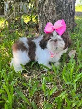 Shih Tzu fêmea disponível para venda.