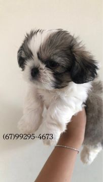 Shih Tzu mini MACHO 