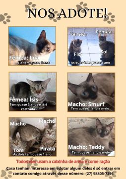 Gatinhos para adoção - São todos lindos e carinhosos!