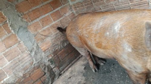 Porco para venda