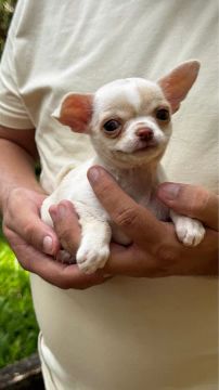 Chihuahua lindo macho disponível 