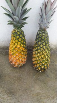 Mudas de Abacaxi para venda