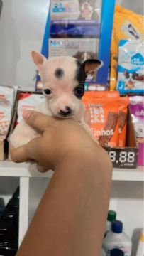 Pinscher Fêmea micro 