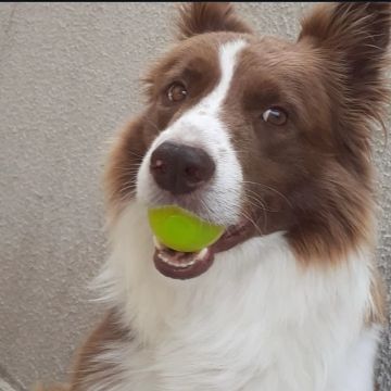 Vende cachorro 