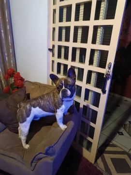 Buldogue macho para cruzar namorar 