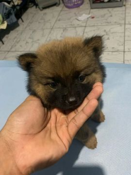 Filhote de chow chow fêmea 