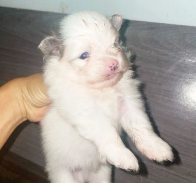 Spitz / Lulu olhos azuis 